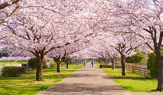 引地親水公園の桜